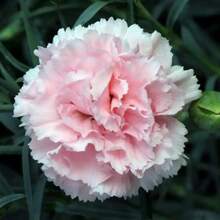 245 piezas de semillas rosadas francesas mix de flores ornamentales exterior jardín colores vivos fácil cultivo decoración premium plantas especiales - 245 - Ver 1