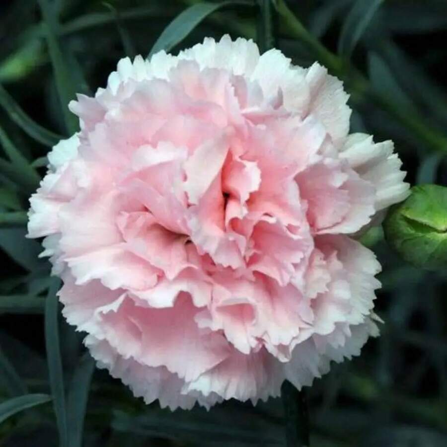245 piezas de semillas rosadas francesas mix de flores ornamentales exterior jardín colores vivos fácil cultivo decoración premium plantas especiales - 245 - Ver 1