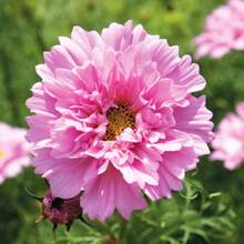 226 Piezas de Semillas de Rosa Cósmica - Flores Dicromáticas Deslumbrantes que añaden Vitalidad a Jardines que Necesitan Mucho Sol - 226 piezas - Ver 1