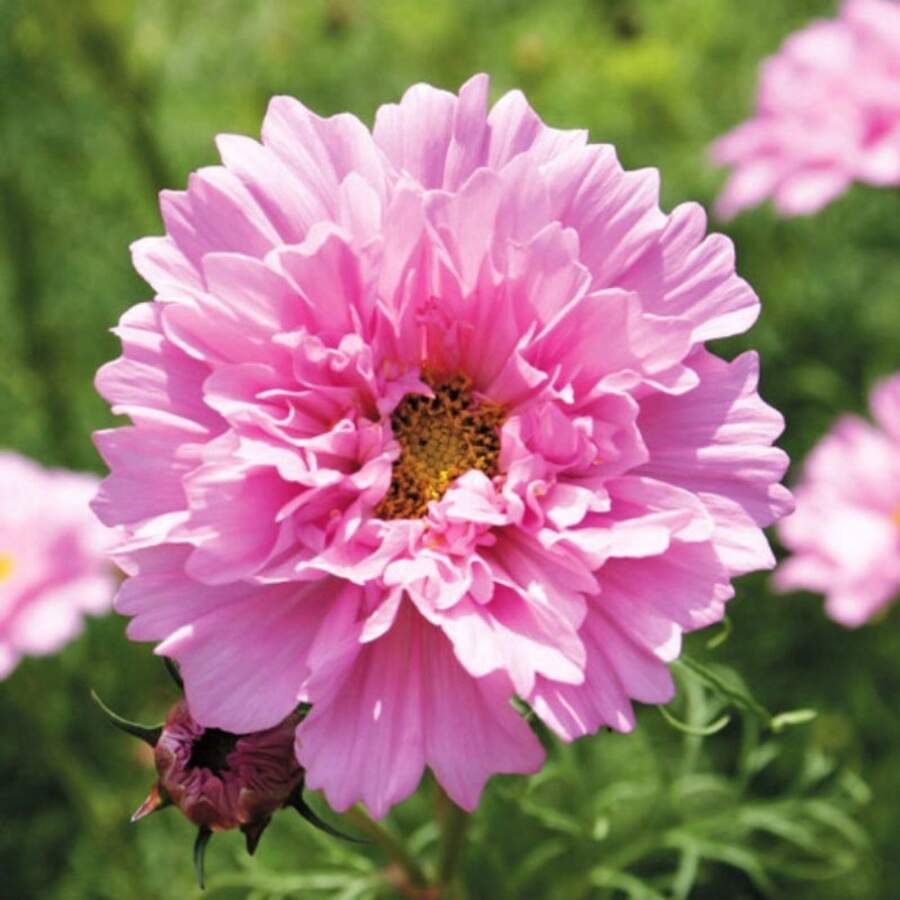 226 Piezas de Semillas de Rosa Cósmica - Flores Dicromáticas Deslumbrantes que añaden Vitalidad a Jardines que Necesitan Mucho Sol - 226 piezas - Ver 1