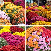300 Piezas de Semillas de Crisantemo de Colores Mixtos para Plantar Semillas de Flores de Crisantemo Perennes Resistentes Cubierta de Suelo Paisaje - Variante 1 - Ver 5