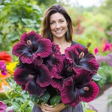 Semillas de hibisco, semillas de flores perennes para exteriores, semillas de cobertura de suelo perennes, semillas de césped trepador, plantas de interior para exteriores, semillas de flores para plantar, semillas de hierbas, semillas de vegetales, semillas de frutas, semillas de jardín y horticultura, entrega local - 100 piezas/semilla - Ver 8