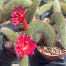 100 semillas de cactus cola de mono suculento - Variante 1 - Ver 2