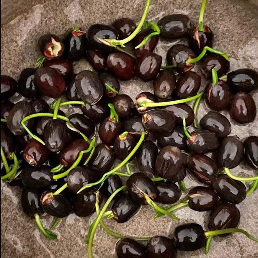 500 piezas de semillas de loto mini multicolor Bowi, plantas acuáticas de rápido crecimiento, ideales para jardines domésticos, estanques, acuarios y decoración exterior - SEMILLA - Ver 1