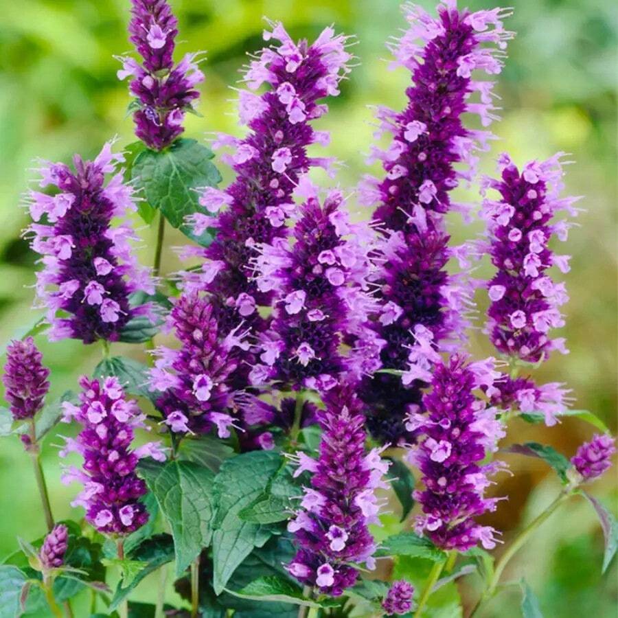 157 piezas de semillas de flor de menta colibrí de arenisca perenne de Arizona para cultivo al aire libre - Semillas de jardín Elmus raras y no transgénicas - 157 - Ver 1
