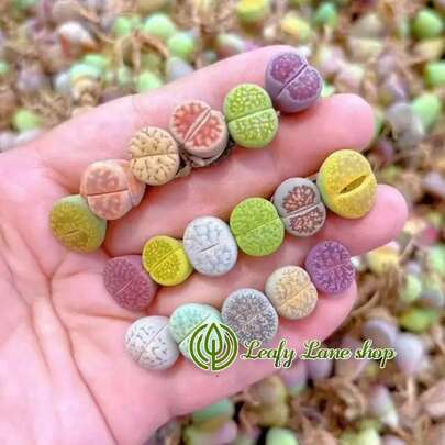 Plantas suculentas Lithops pequeñas y coloridas (aproximadamente 300 piezas), enviadas en una maceta completa con la maceta. Succulentas preciosas, ideales para plantas en macetas en patios o balcones interiores.