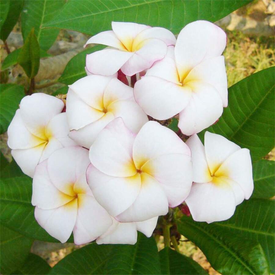 Semillas de Amapola Roja, Adecuadas para Plantar en el Jardín de Casa - 30 piezas - Ver 1