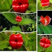 200 piezas de semillas de flor de labios rojos sexy Psychotria Elata, ideal para jardín y parque, planta exótica, fácil cultivo, alta germinación, decoración original, resistente, color vibrante y atractivo. - 200 semillas - Ver 1