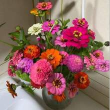 154 piezas de semillas anuales de equinácea roja  - Semillas de flores de ensueño  raras son adecuadas para plantar al aire libre, macizos de flores, decoración del hogar. - 154 - Ver 6