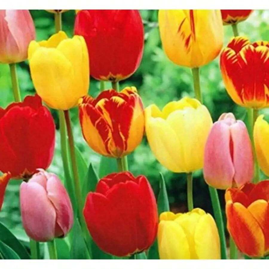 179 piezas de bulbos de tulipán mezcla de semillas rojas, amarillas y rosas, adecuadas para el cultivo de flores perennes - 179 - Ver 1
