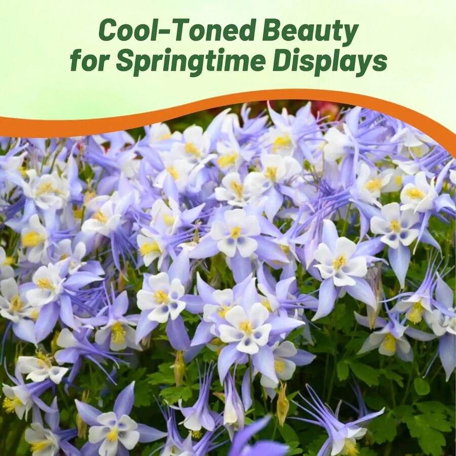Semillas de Columbine Estrella Azul, paquete de 200 semillas, flores perennes fáciles de cultivar, jardín, decoración viva, resistente y colorido, ideal para exteriores y paisajismo - Variante 1 - Ver 1