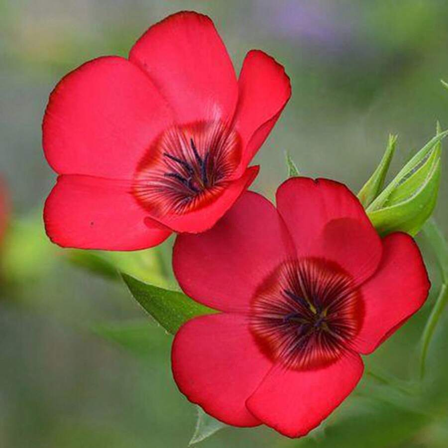 400 piezas bolsa semillas flor escarlata jardín plantas ornamentales color rojo flores exóticas alta germinación fácil cultivo paisajismo decoración hogar exterior interior resistentes diseño floración continua - 100 - Ver 1
