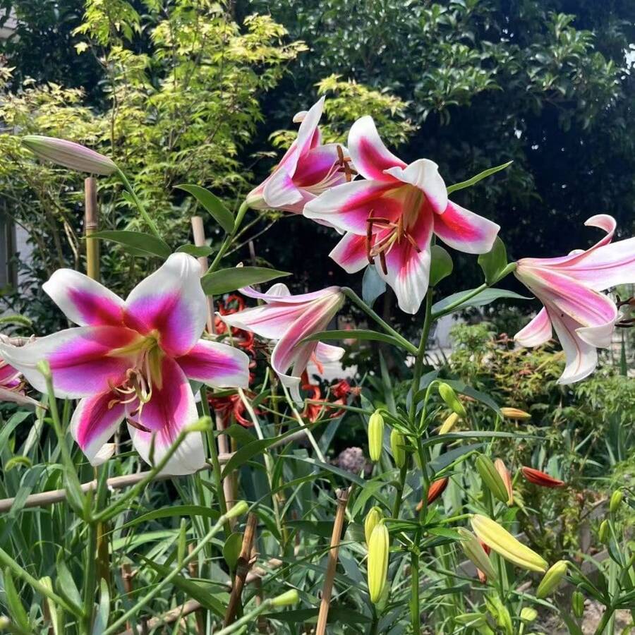 Semillas de Lirio de Meisu, 110 piezas, Flores Decorativas para Recipiente Interior y Exterior, Jardinería, Plantación Ornamental, Fácil Germinación, Flores Naturales - 110 piezas/semilla - Ver 1