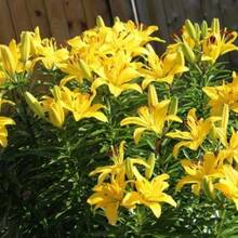 Flower Seeds - 105pcs/seeds - View 1