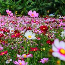 500 Semillas de Flores Silvestres Cosmos Garden - Variante 1 - Ver 1