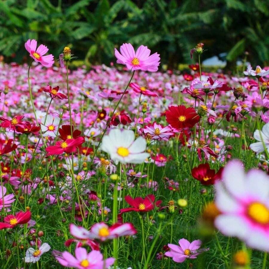 500 Semillas de Flores Silvestres Cosmos Garden - Variante 1 - Ver 1