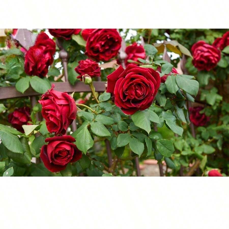1000 piezas de semillas preciosas de rosas trepadoras rojas - SEMILLA - Ver 1
