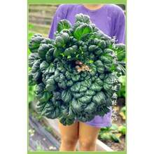 100 Semillas de Brassica Oleracea Negra Pequeñas Semillas de Brassica Oleracea Negra de Ocho Hojas Súper Resistentes al Frío Primavera, Otoño e Invierno Cuatro Estaciones Adecuadas para Plantas en Macetas Semillas de Vegetales de Balcón - 100 semillas - Ver 1