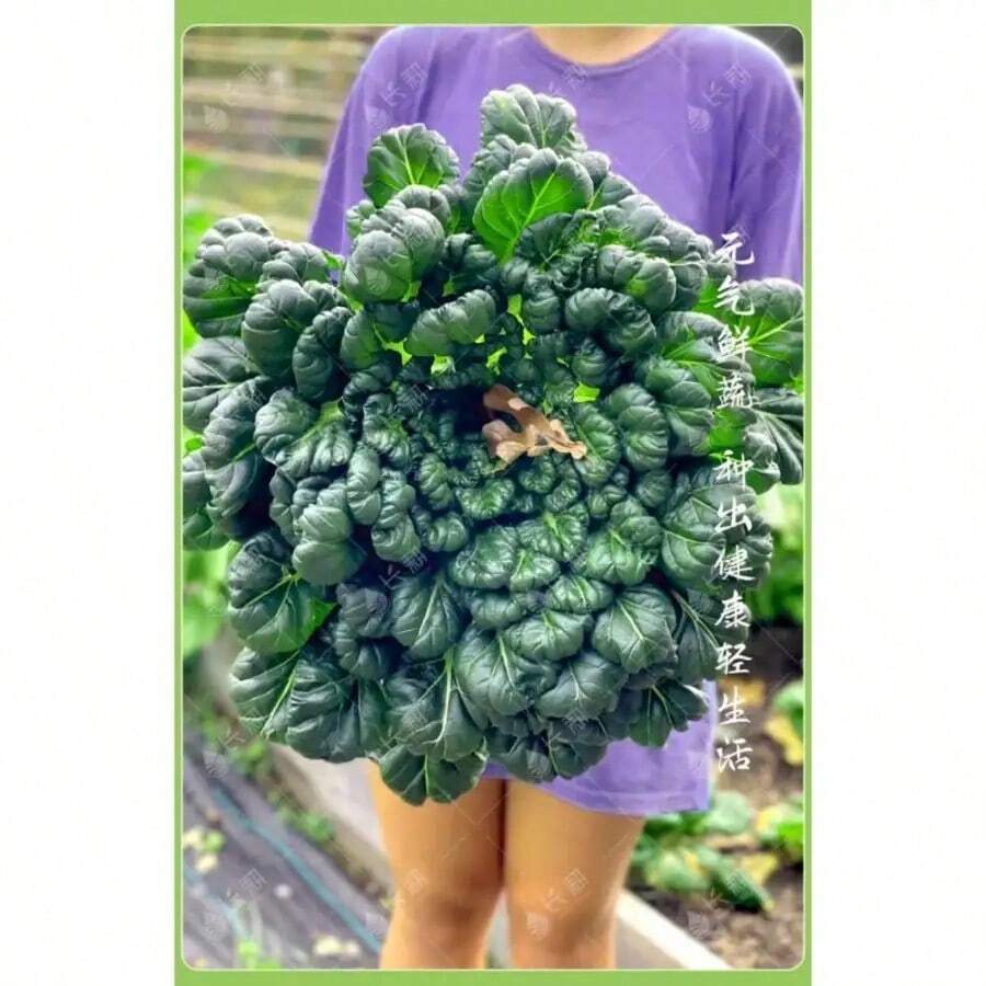 100 Semillas de Brassica Oleracea Negra Pequeñas Semillas de Brassica Oleracea Negra de Ocho Hojas Súper Resistentes al Frío Primavera, Otoño e Invierno Cuatro Estaciones Adecuadas para Plantas en Macetas Semillas de Vegetales de Balcón - 100 semillas - Ver 1