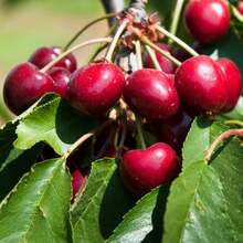 Planta viva de semillero de cerezo de lluvia, 18-20 pulgadas de altura, árbol de cerezo dulce, en maceta y inactivo para el jardín del hogar. - Cereza de lluvia - Ver 1