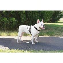 PetSafe 3 In 1 Dog No Pull Harness And Car Restraint Small Black - Black - View 5