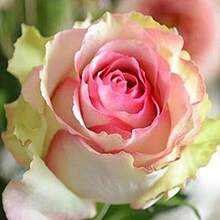 168 piezas de semillas, semillas de rosa Dancer Queen - rosa - perenne - floreciente - caducifolio - resistente - siembra de otoño/principios de primavera - 168 - Ver 1