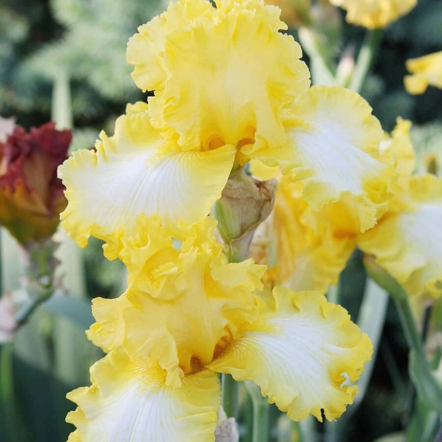 Semillas de Iris Barba, Iris Germánico, Perenne, Resistente a los Ciervos, Tolerante a la Sequía, Flores Cortadas, Bordes, Paredes, Exterior, 110 Piezas de Semillas de Flores - 110 piezas/ semillas - Ver 1
