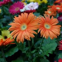 500 piezas de semillas de flores de gerbera mezcladas para plantar en jardín de casa variedad colorida resistente decoración de exteriores interior planta ornamental fácil germinación floral - semillas - Ver 4