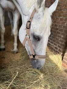 TGW RIDING Headcollar DOUBLEPIN SOFTSHELL PEARLS, Robust Softshell Surface, Tearproof Webbing Inside, Soft Padding At Nose And Headpiece, Pin Buckles On Both Sides, Additional Adjustment Possibility At Chin Area, Inserted Pearls At Nose TapeTGW RIDING