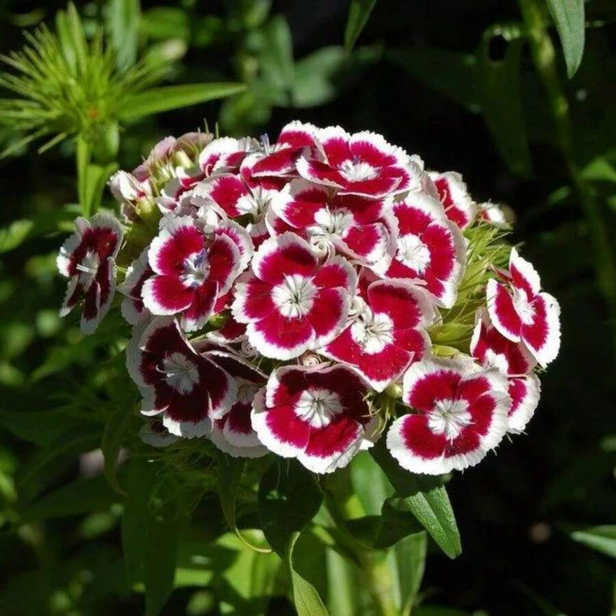 Semillas flores Sweet William mixtas perennes para plantar jardín hogar, flores ornamentales fácil germinación, colores vibrantes, decorativo exterior, resistencia clima, jardinería sencilla, alto rendimiento - 3000 piezas/1 paquete - Ver 1