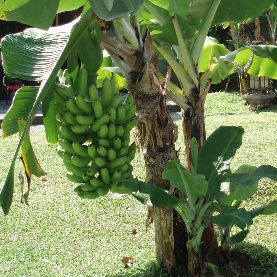 500 piezas de semillas de plátano libres de OMG para plantación al aire libre, variedad frutal, cosecha en casa, agricultura sustentable, jardín ecológico, fácil de cultivar, frutas naturales y frescas - SEMILLA - Ver 1