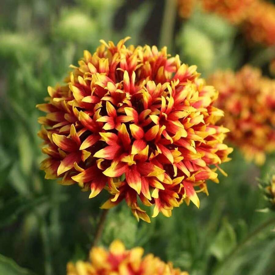 110pcs/Mezcla de Semillas de Aciano, Semillas de Crisantemo de Rueda de Doble Pétalo de Piel de Tigre, Flores Cortadas Resistentes al Calor, Plantas de Maceta para Balcón, Plantas de Patio, Flores y Plantas Decorativas - 110 piezas/semillas mixtas - Ver 1