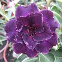 179 piezas de semillas de rosa del desierto reales resistentes a la sequía planta de jardín suculenta ornamental fácil cultivo decoración exterior flores vistosas duraderas - 179 - Ver 1
