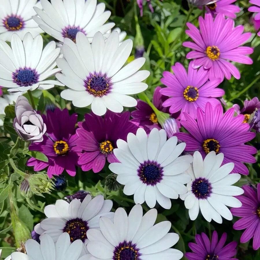 200 piezas de mezcla de semillas de gelatina, margaritas africanas no genéticas, es una hermosa flor cultivada en horticultura que crece rápidamente y atrae polinizadores. - 200 - Ver 1