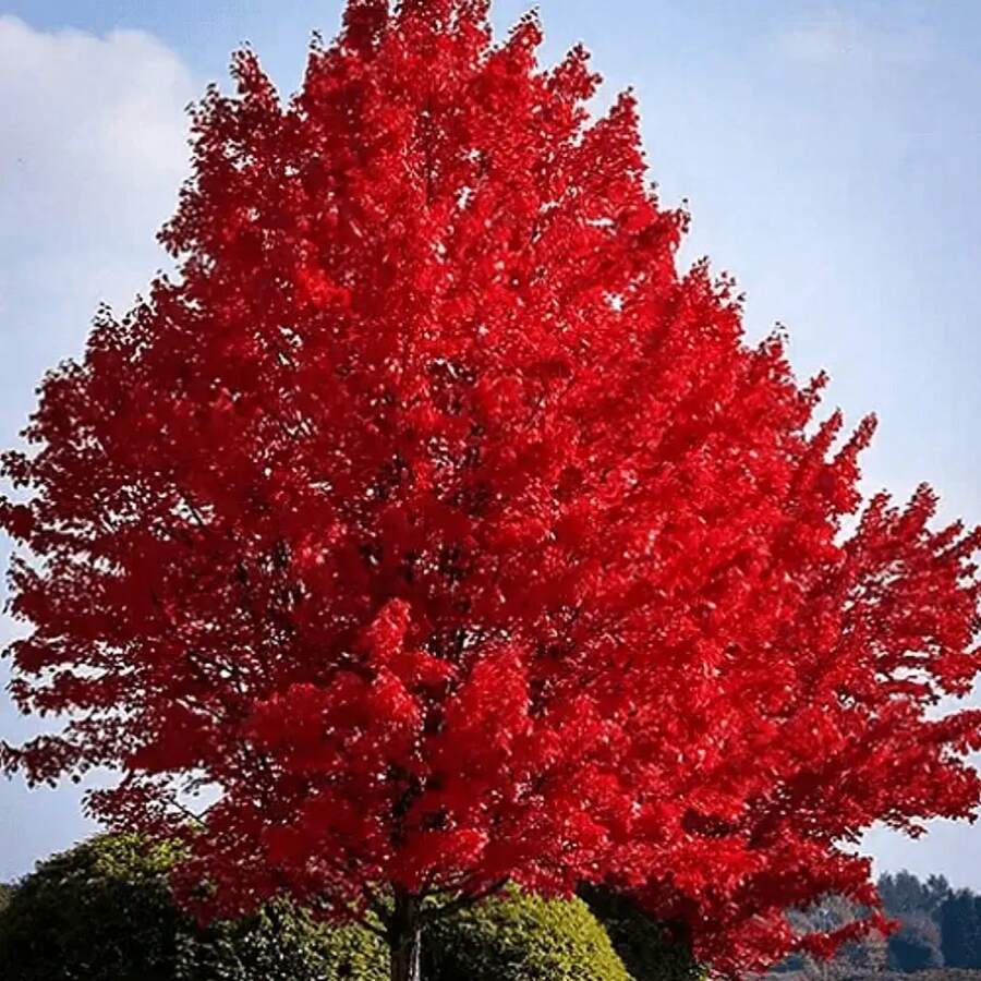 172 piezas de semillas de árbol de arce japonés rojo ( Palmatum Atropurpureum) - Belleza vibrante del jardín - 172 - Ver 1