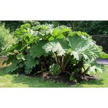 Almacén local planta ornamental de hoja gigante Scirpus, 30 semillas para jardinería, plantas decorativas para interior y exterior, crecimiento rápido, fácil de sembrar, resistente, paisajismo innovador y ecológico - paquete de 500 - Ver 6