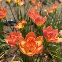 230 semillas de loto de lluvia que florecen todo el año, alta tasa de supervivencia, adecuadas para plantas en macetas de balcón y jardín, flores fragantes, resistentes al frío y al calor. - 230 - Ver 6