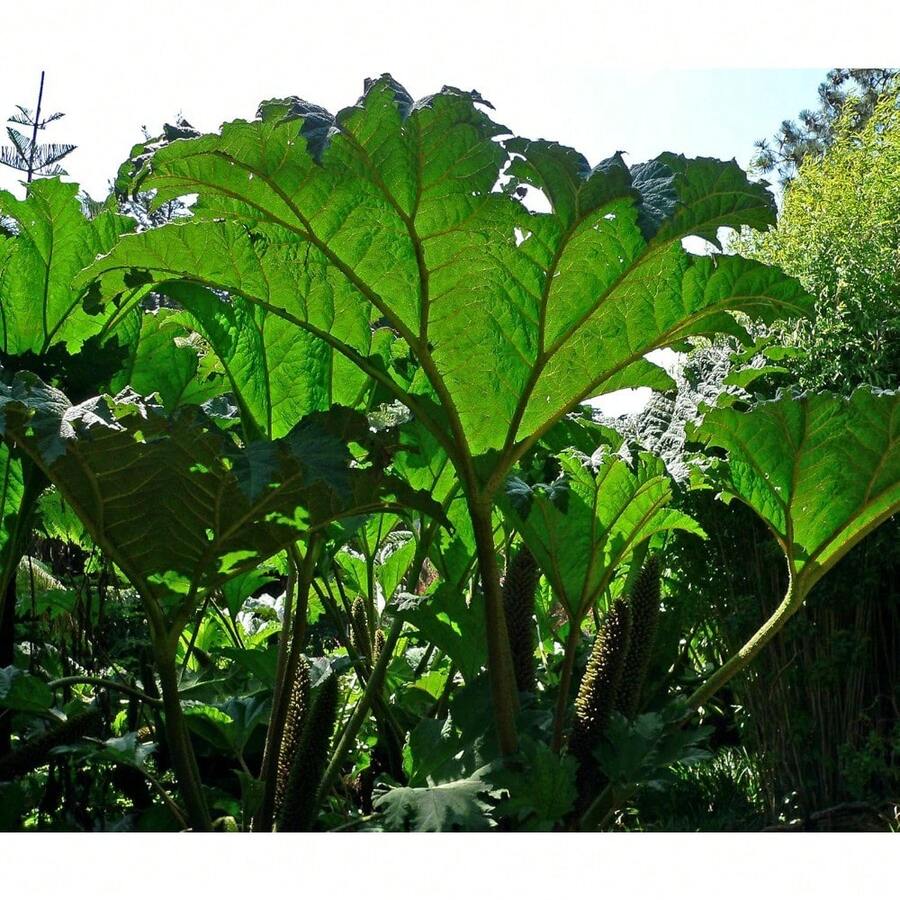 Almacén local planta ornamental de hoja gigante Scirpus, 30 semillas para jardinería, plantas decorativas para interior y exterior, crecimiento rápido, fácil de sembrar, resistente, paisajismo innovador y ecológico - paquete de 500 - Ver 1