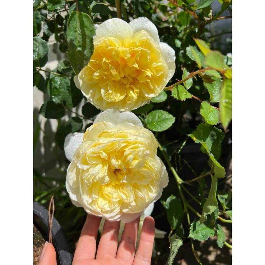 142 piezas de semillas de rosa arbusto barco amarillo, plantadas en casa - 142 - Ver 1