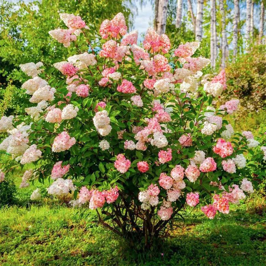 50 piezas de semillas de hortensias de color mezclado para plantar flores, plantas de arbusto, semillas heredámenas no transgénicas, planta de flores perenne para bodas en jardín al aire libre - 55 piezas/Semillas mixtas - Ver 1