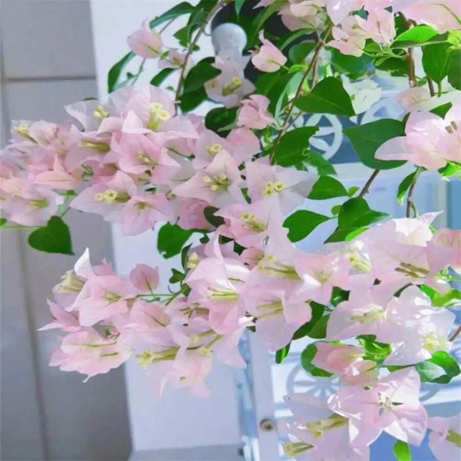 150 piezas de semillas de buganvilla rosa, hermosas plantas de barrera de privacidad para paisajes, de rápido crecimiento y fácil mantenimiento, plantas florales de exterior para jardinería - 150 semillas - Ver 1