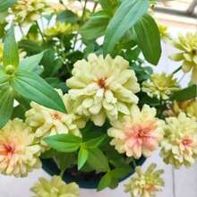 154 piezas de semillas anuales de equinácea roja  - Semillas de flores de ensueño  raras son adecuadas para plantar al aire libre, macizos de flores, decoración del hogar. - 154 - Ver 1