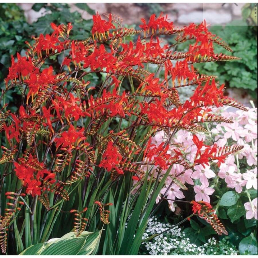 210 semillas Crocosmia rojas importadas, resistentes, floración vistosa, jardinera exótica, plantas perennes para atraer colibríes y mariposas, fácil de plantar, decoración ornamental para exteriores - 210 - Ver 1
