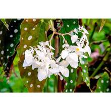 Semilla de planta Begonia Maculata Polka Dot Angel Wing Planta viva alta sin maceta - Variante 1 - Ver 8