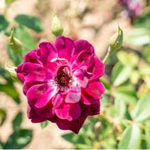 Semillas de plantas calmantes, semillas de rosa trepadora de color rojo intenso, semillas de jardín tradicionales, adecuadas para sembrar desde finales de invierno hasta principios de primavera, variedades fértiles, surtido de semillas, altas tasas de germinación - 1 paquete - Ver 1