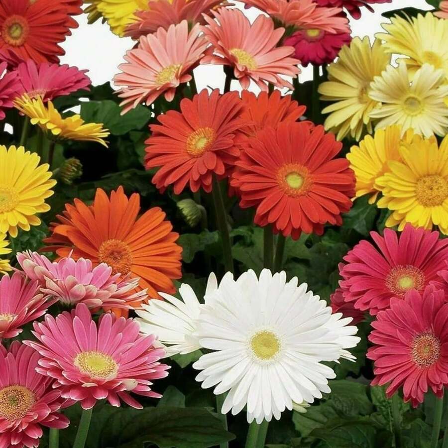 500 piezas de semillas de flores de gerbera mezcladas para plantar en jardín de casa variedad colorida resistente decoración de exteriores interior planta ornamental fácil germinación floral - semillas - Ver 1