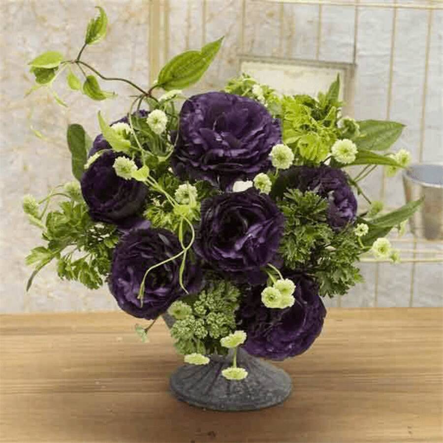 210 piezas de semillas de lirio de doble flor perla negra semillas de flor negra lote de 210 semillas perenne elegante para parterres y arreglos florales variedades dobles con pétalos oscuros perfectas para jardín de contrastes guía de plantado incluida para mejor tasa de éxito - 210 - Ver 1