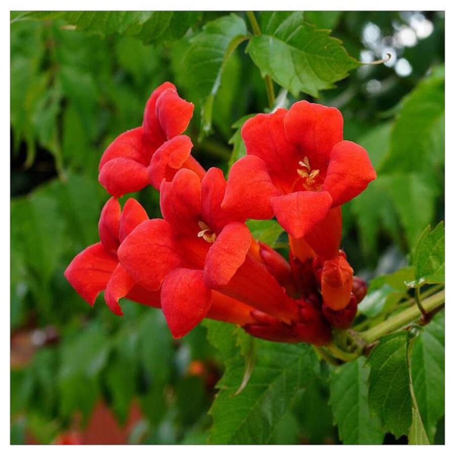 133 piezas de semillas de liana de trompeta de colibrí - Alta tasa de germinación, fácil cuidado, perfecto para crear tu propio mini jardín - 133 piezas - Ver 1