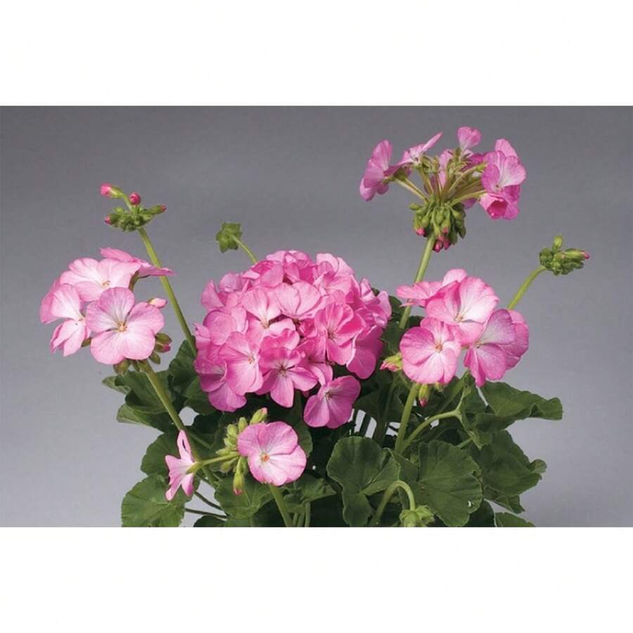 201 piezas de semillas de flor de dianthus bicolor rosa Apache - 201 - Ver 1