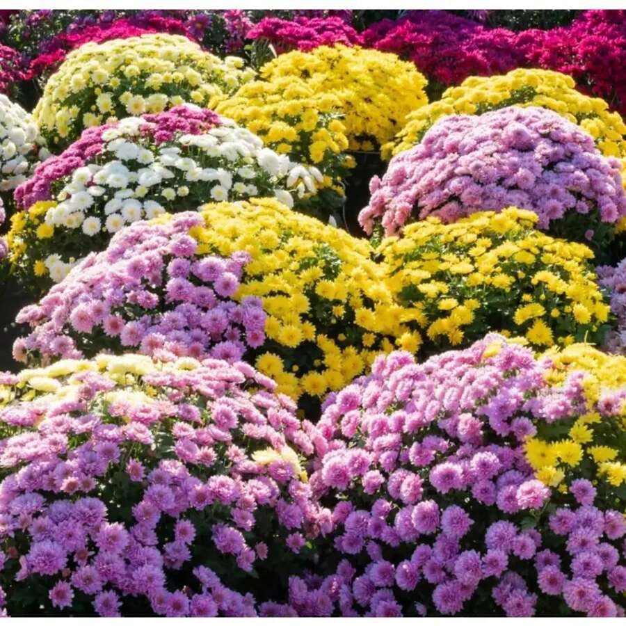 300 Piezas de Semillas de Crisantemo de Colores Mixtos para Plantar Semillas de Flores de Crisantemo Perennes Resistentes Cubierta de Suelo Paisaje - Variante 1 - Ver 1